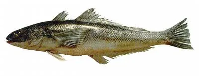 Patagonian blennie (Eleginops maclovinus)
