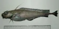Patagonian codling (Lepidion ensiferus)