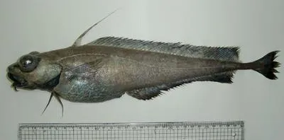 Patagonian codling (Lepidion ensiferus)