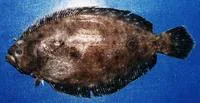 Patagonian flounder (Paralichthys patagonicus)