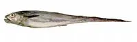 Patagonian grenadier (Macruronus magellanicus)