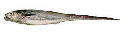 Patagonian grenadier (Macruronus magellanicus)