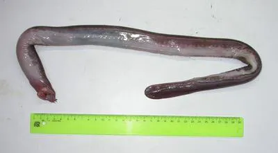Patagonian hagfish (Myxine affinis)