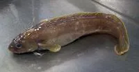 Patagonian moray cod (Muraenolepis orangiensis)