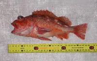 Patagonian redfish (Sebastes oculatus)
