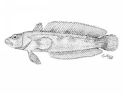 Patagonian rockcod (Patagonotothen brevicauda brevicauda)