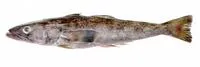 Patagonian toothfish (Dissostichus eleginoides)