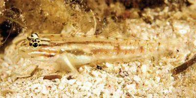 Patch-reef goby (Coryphopterus tortugae)