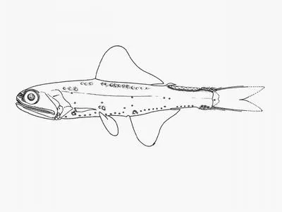 Patchwork lampfish (Notoscopelus resplendens)