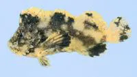 Patchwork velvetfish (Cocotropus microps)