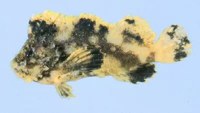 Patchwork velvetfish (Cocotropus microps)