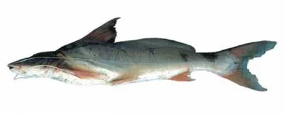 Pati (Luciopimelodus pati)