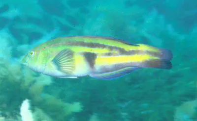 Patrician wrasse (Pictilabrus laticlavius)