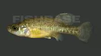 Patzcuaro allotoca (Allotoca diazi)