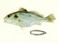 Pawak croaker (Pennahia pawak)