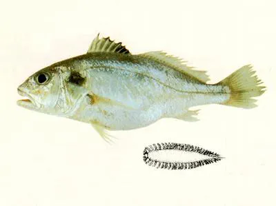 Pawak croaker (Pennahia pawak)