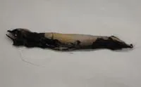 Pawnee dragonfish (Bathophilus pawneei)
