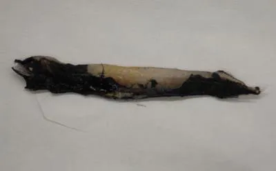 Pawnee dragonfish (Bathophilus pawneei)