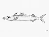 Paxton's escolar (Rexichthys johnpaxtoni)