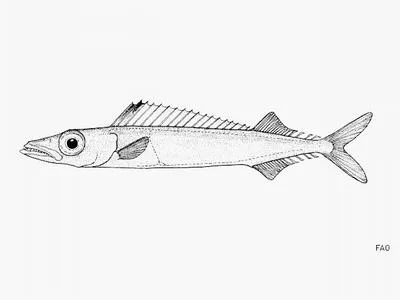 Paxton's escolar (Rexichthys johnpaxtoni)