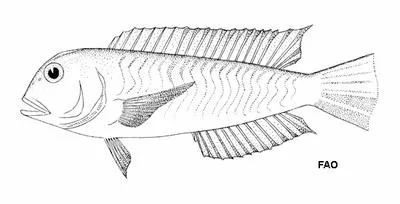 Paxton's tilefish (Branchiostegus paxtoni)