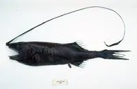 Paxton's whipnose (Gigantactis paxtoni)