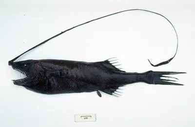 Paxton's whipnose (Gigantactis paxtoni)