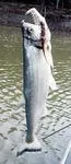 Payara (Hydrolycus scomberoides)