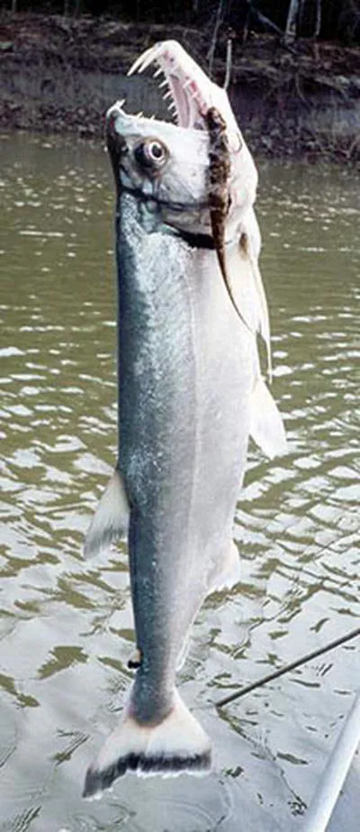 Payara (Hydrolycus scomberoides)