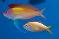 Peach fairy basslet (Pseudanthias dispar)