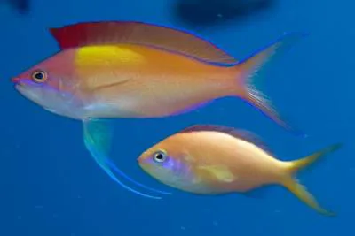 Peach fairy basslet (Pseudanthias dispar)