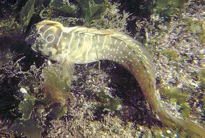 Peacock blenny (Salaria pavo)