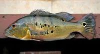 Peacock cichlid (Cichla ocellaris)