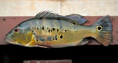 Peacock cichlid (Cichla ocellaris)