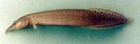 Peacock eel (Macrognathus siamensis)