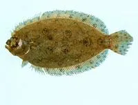 Peacock flounder (Pseudorhombus argus)
