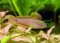 Peacock gudgeon (Tateurndina ocellicauda)