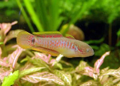 Peacock gudgeon (Tateurndina ocellicauda)