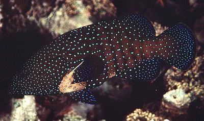 Peacock hind (Cephalopholis argus)