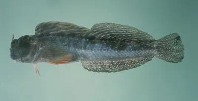 Peacock rockskipper (Istiblennius meleagris)
