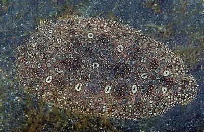 Peacock sole (Pardachirus pavoninus)