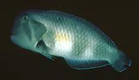 Peacock wrasse (Iniistius pavo)
