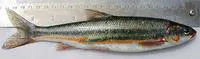 Peamouth (Mylocheilus caurinus)