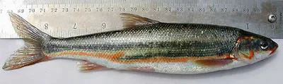 Peamouth (Mylocheilus caurinus)