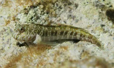 Pearl blenny (Entomacrodus nigricans)