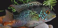 Pearl cichlid (Geophagus brasiliensis)