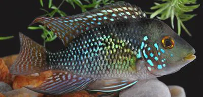 Pearl cichlid (Geophagus brasiliensis)