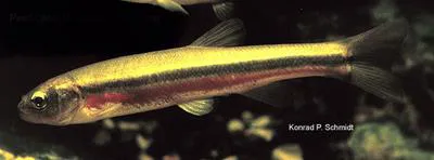 Pearl dace (Margariscus margarita)