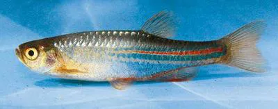 Pearl danio (Danio albolineatus)