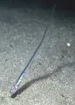 Pearl fish (Carapus acus)